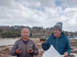 Temporal arrastra cerca de 150 kilos de paltas hasta la playa de Pichidangui Temporal arrastra cerca de 150 kilos de paltas hasta la playa de Pichidangui