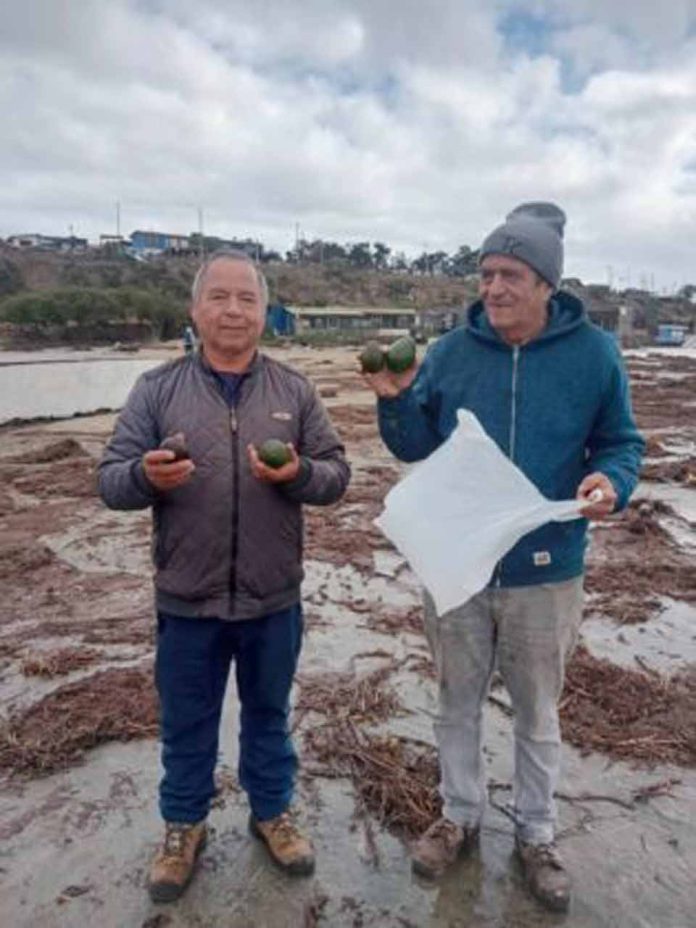 Temporal arrastra cerca de 150 kilos de paltas hasta la playa de Pichidangui Temporal arrastra cerca de 150 kilos de paltas hasta la playa de Pichidangui