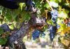 Temporales en Colchagua: viñas y operadores enfrentan las lluvias con optimismo y con la mirada puesta en el futuro