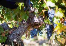 Temporales en Colchagua: viñas y operadores enfrentan las lluvias con optimismo y con la mirada puesta en el futuro