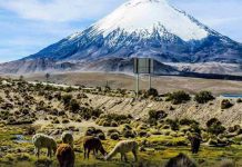 Columna de opinión | Tierra agrícola y derechos de agua ganan peso como activos estratégicos en la zona centro norte Tierra agrícola y derechos de agua ganan peso como activos estratégicos en la zona centro norte