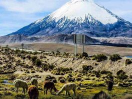 Columna de opinión | Tierra agrícola y derechos de agua ganan peso como activos estratégicos en la zona centro norte Tierra agrícola y derechos de agua ganan peso como activos estratégicos en la zona centro norte