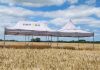 Trigo 2026: cómo interpretar las heladas y por qué la tecnología será clave para proteger su potencial