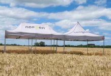 Trigo 2026: cómo interpretar las heladas y por qué la tecnología será clave para proteger su potencial