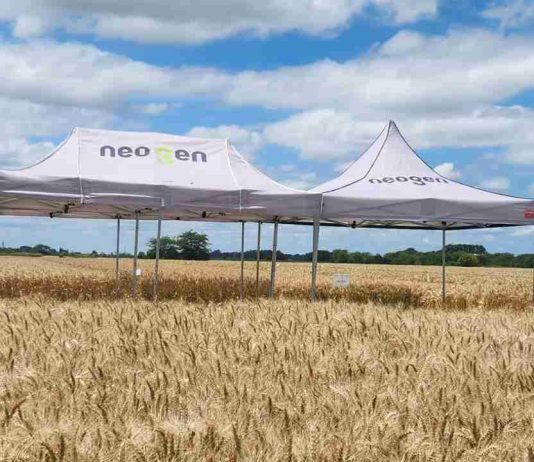 Trigo 2026: cómo interpretar las heladas y por qué la tecnología será clave para proteger su potencial