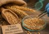 Trigo mejorado con edición genética podría hacer más seguro uno de los alimentos favoritos de los chilenos Trigo mejorado con edición genética podría hacer más seguro uno de los alimentos favoritos de los chilenos