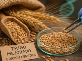 Trigo mejorado con edición genética podría hacer más seguro uno de los alimentos favoritos de los chilenos Trigo mejorado con edición genética podría hacer más seguro uno de los alimentos favoritos de los chilenos