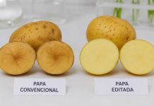 Una nueva papa editada genéticamente reduce el pardeamiento y las pérdidas a lo largo de la cadena productiva Una nueva papa editada genéticamente reduce el pardeamiento y las pérdidas a lo largo de la cadena productiva