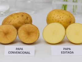 Una nueva papa editada genéticamente reduce el pardeamiento y las pérdidas a lo largo de la cadena productiva Una nueva papa editada genéticamente reduce el pardeamiento y las pérdidas a lo largo de la cadena productiva