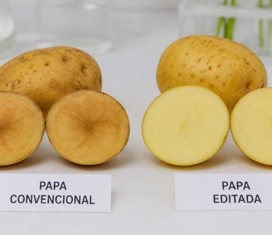 Una nueva papa editada genéticamente reduce el pardeamiento y las pérdidas a lo largo de la cadena productiva Una nueva papa editada genéticamente reduce el pardeamiento y las pérdidas a lo largo de la cadena productiva