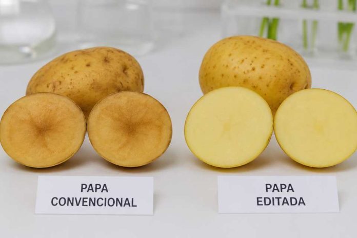 Una nueva papa editada genéticamente reduce el pardeamiento y las pérdidas a lo largo de la cadena productiva Una nueva papa editada genéticamente reduce el pardeamiento y las pérdidas a lo largo de la cadena productiva