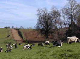 XVIII Observatorio Lácteo Nacional anticipa escenario de expansión productiva y exportadora a diciembre de 2026