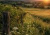 Suiza | Investigadores revelan que la agricultura tradicional aumentó la diversidad vegetal durante 7.000 años hasta la industrialización agricultura tradicional aumentó la diversidad