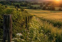 Suiza | Investigadores revelan que la agricultura tradicional aumentó la diversidad vegetal durante 7.000 años hasta la industrialización agricultura tradicional aumentó la diversidad