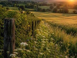 Suiza | Investigadores revelan que la agricultura tradicional aumentó la diversidad vegetal durante 7.000 años hasta la industrialización agricultura tradicional aumentó la diversidad