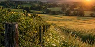 Suiza | Investigadores revelan que la agricultura tradicional aumentó la diversidad vegetal durante 7.000 años hasta la industrialización agricultura tradicional aumentó la diversidad