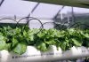 Reportaje | Desde los campos hasta la agricultura espacial, una nueva herramienta detecta el estrés hídrico en los cultivos antes de que sea visible estrés hídrico en los cultivos
