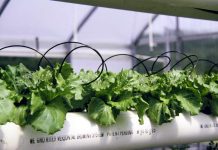Reportaje | Desde los campos hasta la agricultura espacial, una nueva herramienta detecta el estrés hídrico en los cultivos antes de que sea visible estrés hídrico en los cultivos
