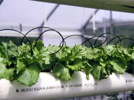 Reportaje | Desde los campos hasta la agricultura espacial, una nueva herramienta detecta el estrés hídrico en los cultivos antes de que sea visible estrés hídrico en los cultivos