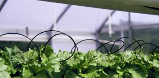 Noticia: Reportaje | Desde los campos hasta la agricultura espacial, una nueva...