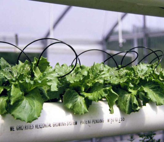 Reportaje | Desde los campos hasta la agricultura espacial, una nueva herramienta detecta el estrés hídrico en los cultivos antes de que sea visible estrés hídrico en los cultivos