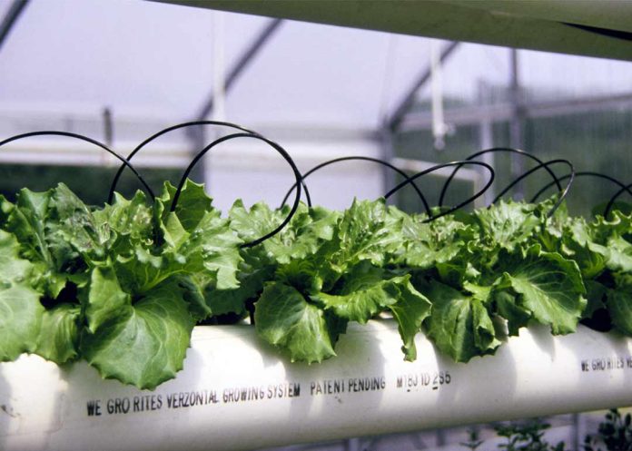 estrés hídrico en los cultivos estrés hídrico en los cultivos