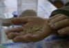 Consulta del SAG para regular venta de semillas despierta desconfianza en organizaciones campesinas