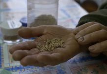 Consulta del SAG para regular venta de semillas despierta desconfianza en organizaciones campesinas