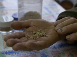 Consulta del SAG para regular venta de semillas despierta desconfianza en organizaciones campesinas Consulta del SAG para regular venta de semillas despierta desconfianza en organizaciones campesinas