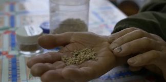 Consulta del SAG para regular venta de semillas despierta desconfianza en organizaciones campesinas