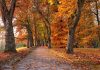 Alerta por sistema frontal: ¿Cómo identificar un árbol que está por caer y qué hacer al respecto? Alerta por sistema frontal: ¿Cómo identificar un árbol que está por caer y qué hacer al respecto?
