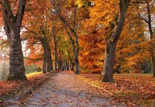 Alerta por sistema frontal: ¿Cómo identificar un árbol que está por caer y qué hacer al respecto? Alerta por sistema frontal: ¿Cómo identificar un árbol que está por caer y qué hacer al respecto?