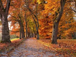 Alerta por sistema frontal: ¿Cómo identificar un árbol que está por caer y qué hacer al respecto?