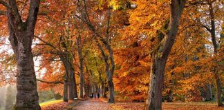 Alerta por sistema frontal: ¿Cómo identificar un árbol que está por caer y qué hacer al respecto? Alerta por sistema frontal: ¿Cómo identificar un árbol que está por caer y qué hacer al respecto?