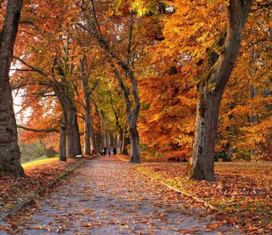 Alerta por sistema frontal: ¿Cómo identificar un árbol que está por caer y qué hacer al respecto? Alerta por sistema frontal: ¿Cómo identificar un árbol que está por caer y qué hacer al respecto?