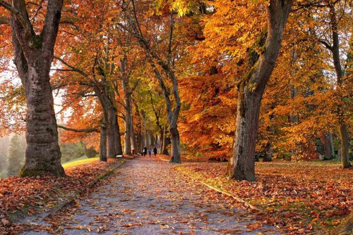 identificar un árbol que está por caer Alerta por sistema frontal: ¿Cómo identificar un árbol que está por caer y qué hacer al respecto?