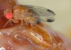 Con IA y datos climáticos buscarán reducir hasta en 60 % el impacto de la Drosophila suzukii en berries chilenos de Maule y Ñuble Con IA y datos climáticos buscarán reducir hasta en 60 % el impacto de la Drosophila suzukii en berries chilenos de Maule y Ñuble