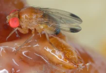 Con IA y datos climáticos buscarán reducir hasta en 60 % el impacto de la Drosophila suzukii en berries chilenos de Maule y Ñuble Con IA y datos climáticos buscarán reducir hasta en 60 % el impacto de la Drosophila suzukii en berries chilenos de Maule y Ñuble