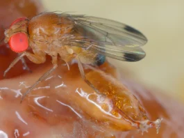 Con IA y datos climáticos buscarán reducir hasta en 60 % el impacto de la Drosophila suzukii en berries chilenos de Maule y Ñuble Con IA y datos climáticos buscarán reducir hasta en 60 % el impacto de la Drosophila suzukii en berries chilenos de Maule y Ñuble