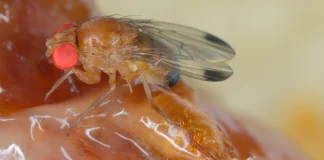 Con IA y datos climáticos buscarán reducir hasta en 60 % el impacto de la Drosophila suzukii en berries chilenos de Maule y Ñuble