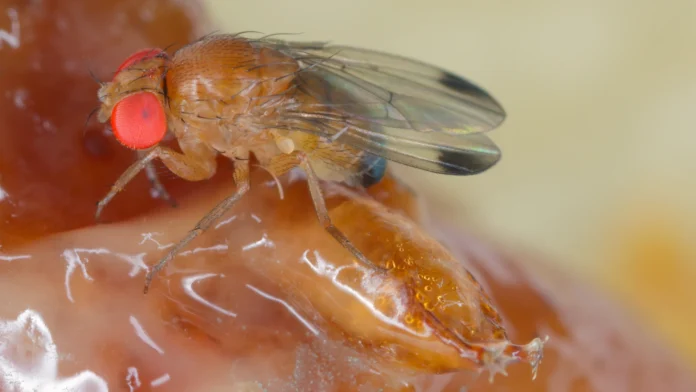 mosca- Con IA y datos climáticos buscarán reducir hasta en 60 % el impacto de la Drosophila suzukii en berries chilenos de Maule y Ñuble
