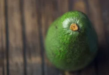 Baika inaugura planta propia en Colombia y refuerza su apuesta exportadora por la palta Hass Baika inaugura planta propia en Colombia y refuerza su apuesta exportadora por la palta Hass