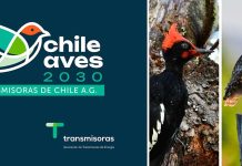 Transmisoras de Chile A.G. lanza programa de pequeños fondos para conservación de las aves Transmisoras de Chile A.G. lanza programa de pequeños fondos para conservación de las aves