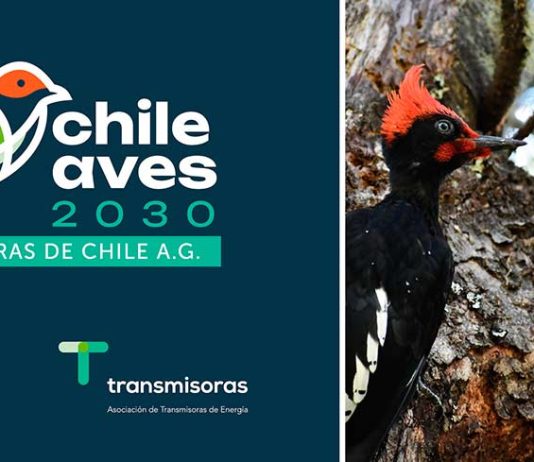 Transmisoras de Chile A.G. lanza programa de pequeños fondos para conservación de las aves Transmisoras de Chile A.G. lanza programa de pequeños fondos para conservación de las aves
