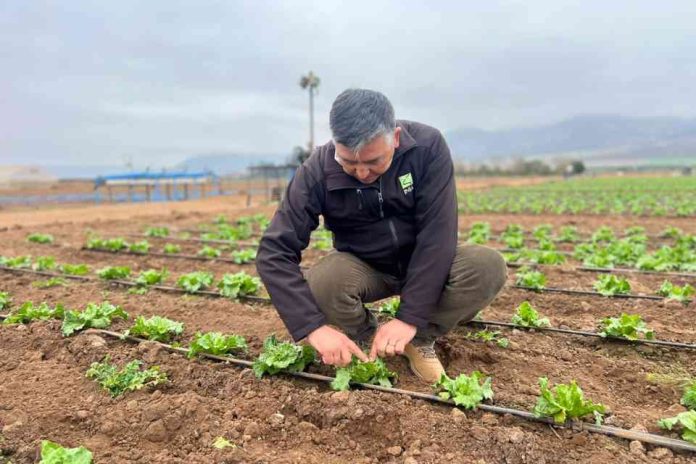 INIA Intihuasi entrega recomendaciones para reducir el impacto de las lluvias en predios agrícolas y ganaderos