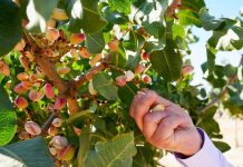 23 agricultores de Ñuble serán pioneros en la incorporación de nuevas especies frutales en la región 23 agricultores de Ñuble serán pioneros en la incorporación de nuevas especies frutales en la región
