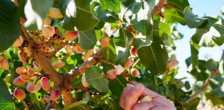 23 agricultores de Ñuble serán pioneros en la incorporación de nuevas especies frutales en la región 23 agricultores de Ñuble serán pioneros en la incorporación de nuevas especies frutales en la región