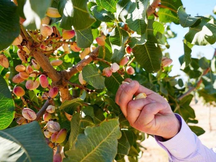 23 agricultores de Ñuble serán pioneros en la incorporación de nuevas especies frutales en la región 23 agricultores de Ñuble serán pioneros en la incorporación de nuevas especies frutales en la región