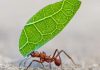 Reportaje | Internacional | 5 formas en las que los insectos toman decisiones y resuelven problemas (y qué podemos aprender de ellos) 5 formas en las que los insectos toman decisiones y resuelven problemas
