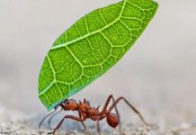 Reportaje | Internacional | 5 formas en las que los insectos toman decisiones y resuelven problemas (y qué podemos aprender de ellos) 5 formas en las que los insectos toman decisiones y resuelven problemas
